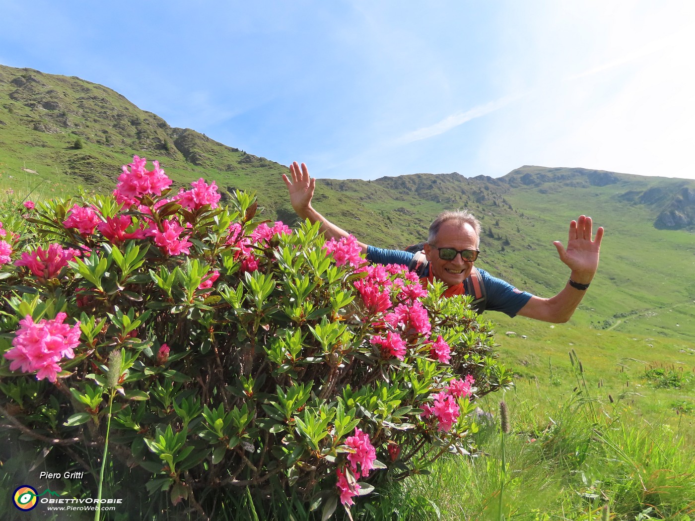 20 Son fioriti i  Rhododendron ferrugineum (Rododendri rossi).JPG